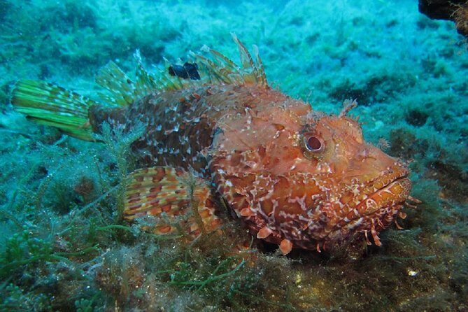 Discover Scuba Diving from the Boot - What Is The Discover Scuba Diving Experience?