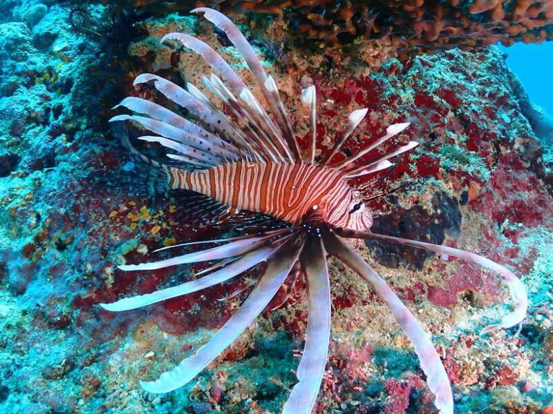discover-scuba-diving-in-boracay