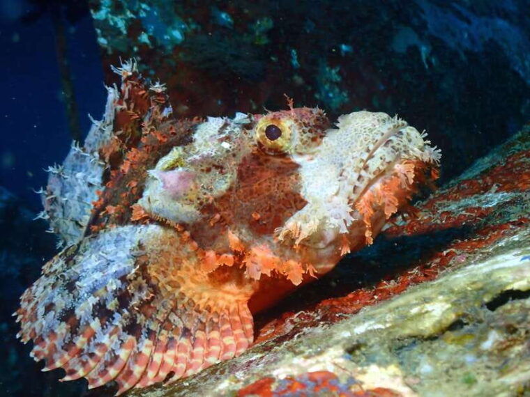 discover-scuba-diving-in-boracay