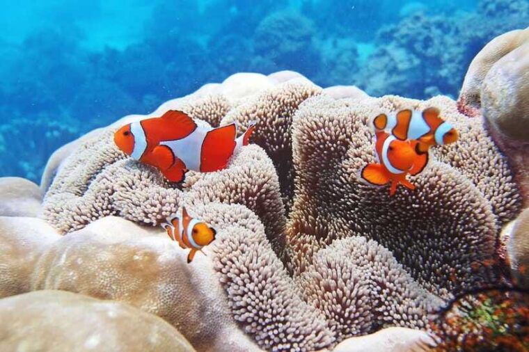 discover-scuba-diving-in-boracay