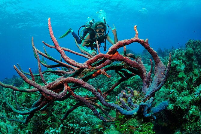 discover-scuba-diving-in-buzios