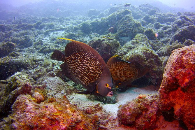 discover-scuba-diving-in-curacao