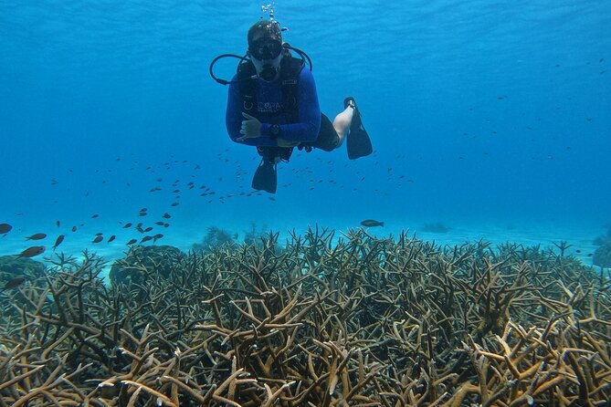 discover-scuba-diving-in-divers-paradise