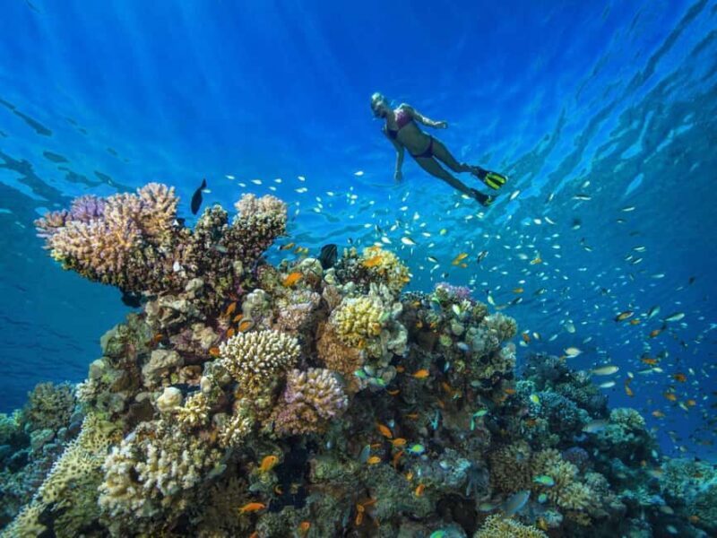 Discover Scuba Diving in Dubai - Who Would Love This Experience?