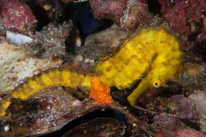 Discover Scuba Diving in Koh Lanta, Thailand - The Practicalities: What You Need to Know