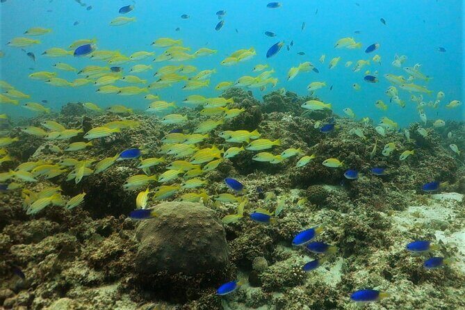 Discover Scuba Diving in Mauritius - The value of a beginner-friendly, guided experience