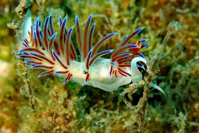 discover-scuba-diving-in-naxos-greece