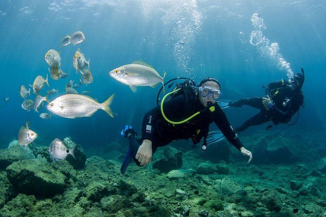 Discover Scuba Diving in Puerto de Mogan - Key Points