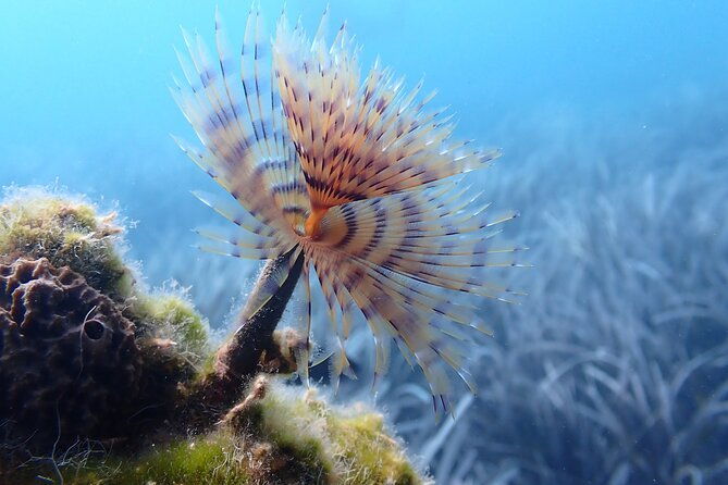 discover-scuba-diving-in-santorini