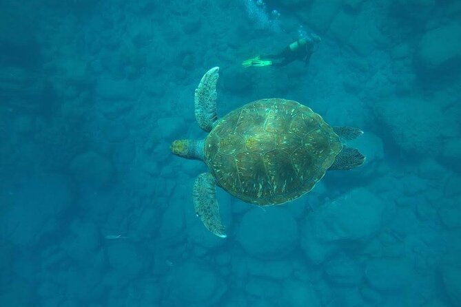 discover-scuba-diving-in-tenerife