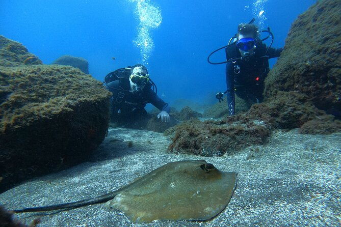 discover-scuba-diving-in-tenerife