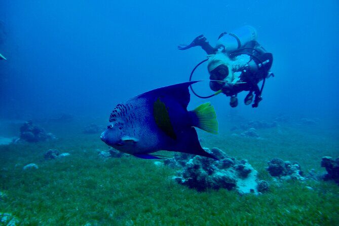 Discover Scuba Diving - Indroductory Dives - FAQ