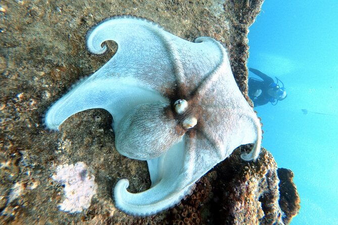 discover-scuba-diving-on-arubas-reef-private-tour