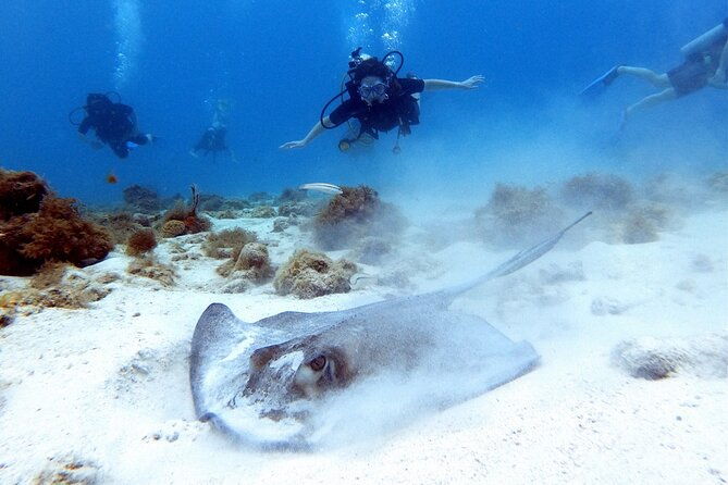 discover-scuba-diving-on-arubas-reef-private-tour