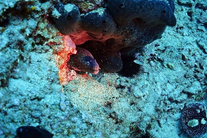 discover-scuba-diving-private-fun-activity-in-athens-2