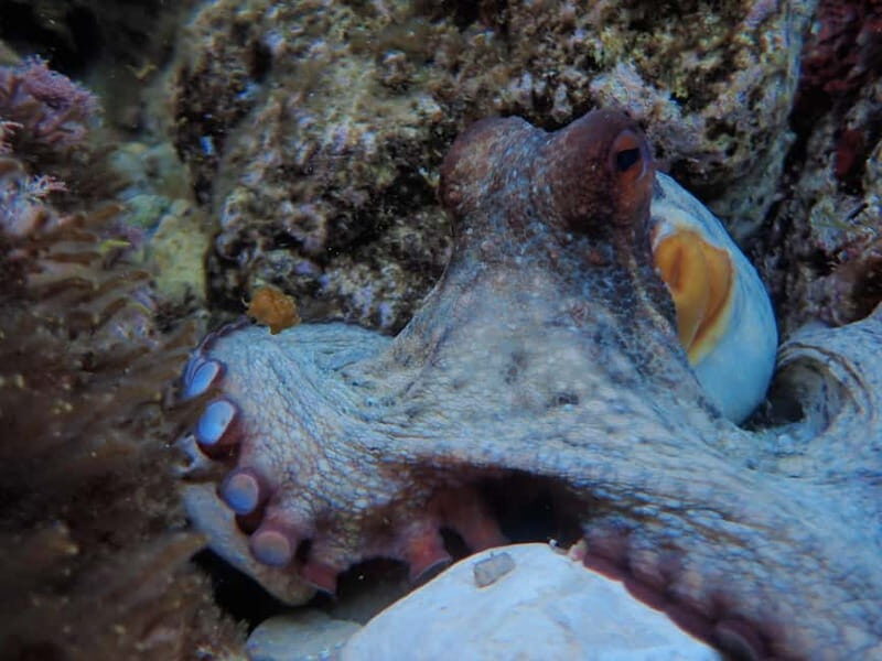 Discover Scuba Diving, scuba diving for begginers!! - What Makes This Experience Stand Out?