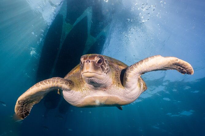 discover-scuba-diving-training-plus-boat-dive-2