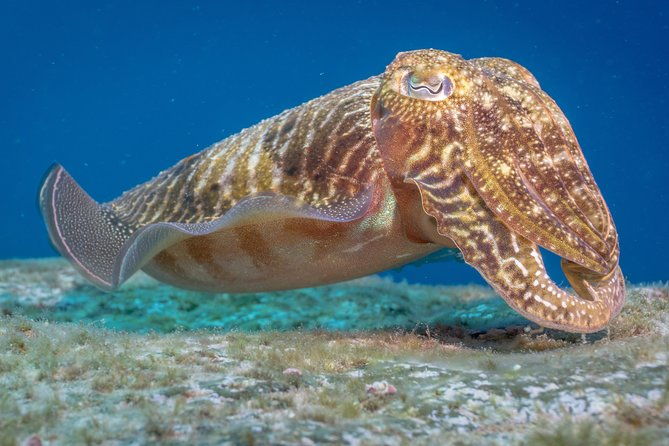 discover-scuba-diving-training-plus-boat-dive