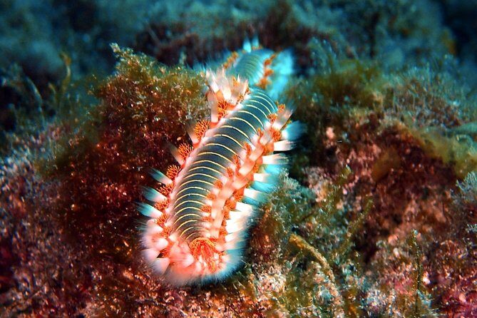 Discover Scuba Diving - Try it for the first time! - What to Expect from the Experience
