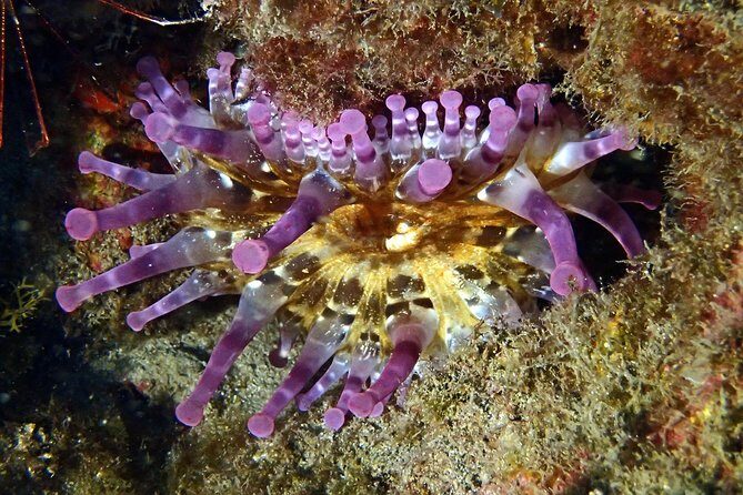 Discover Scuba Diving - Try it for the first time! - Final Thoughts