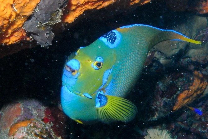 discover-scuba-diving-with-no-certification-in-st-thomas