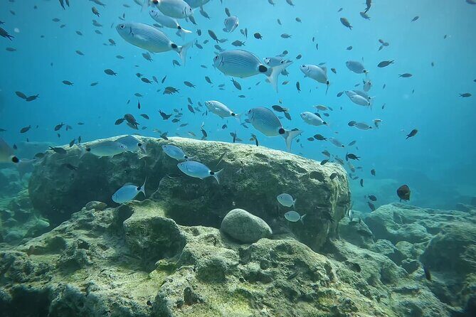 Discover SCUBA Diving with Pissouri Bay Divers - What Makes This Experience Stand Out?