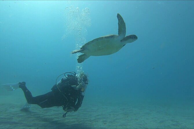 Discover SCUBA Diving with Pissouri Bay Divers - Who Would Love This Tour?