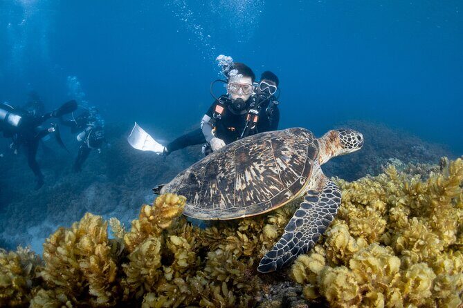 Discover Scuba Diving With Sea Turtles  Xiaoliuqiu, Taiwan - The Allure of Xiaoliuqiu’s Underwater World