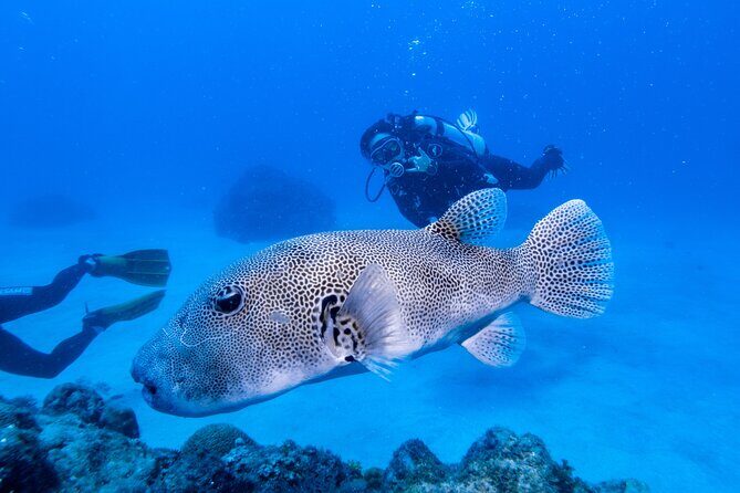 Discover Scuba Diving With Sea Turtles  Xiaoliuqiu, Taiwan - Is This Tour the Right Choice?