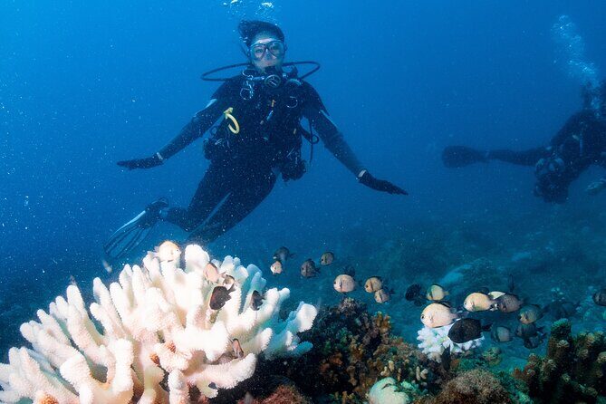 Discover Scuba Diving With Sea Turtles  Xiaoliuqiu, Taiwan - The Sum Up