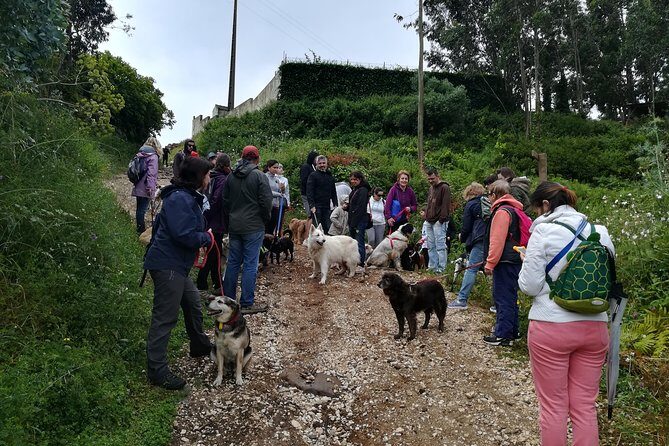 Discover Sintra's Hidden Trails: A Unique Hiking Experience - Why This Tour Offers Value and Authenticity