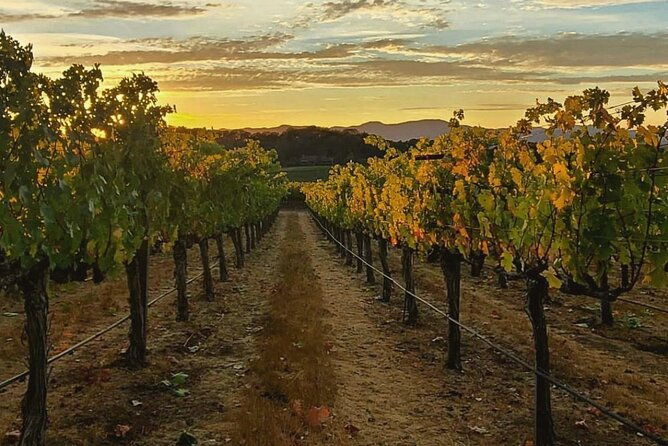 discover-sonomas-natural-wineries-in-small-group-tour