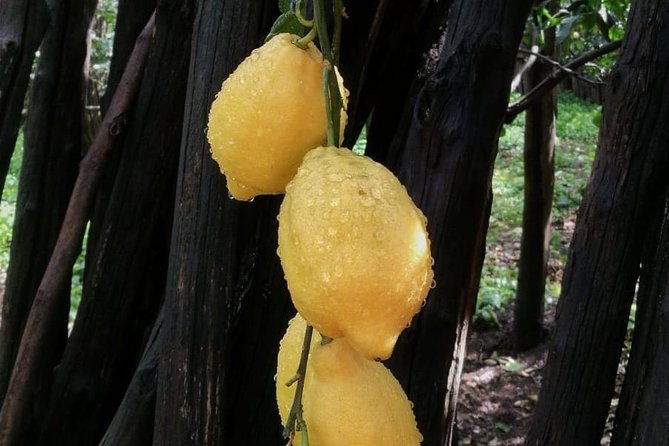 discover-sorrento-food-walking-tour-lemons-cheeseolive-oil