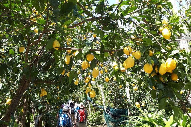 discover-sorrento-food-walking-tour-lemons-cheeseolive-oil