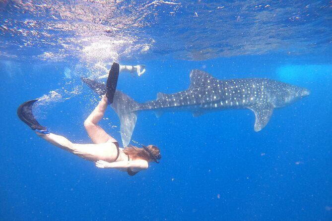 Discover South Ari Atoll - Full Day Tour from Male city - Analyzing the Cost and Value