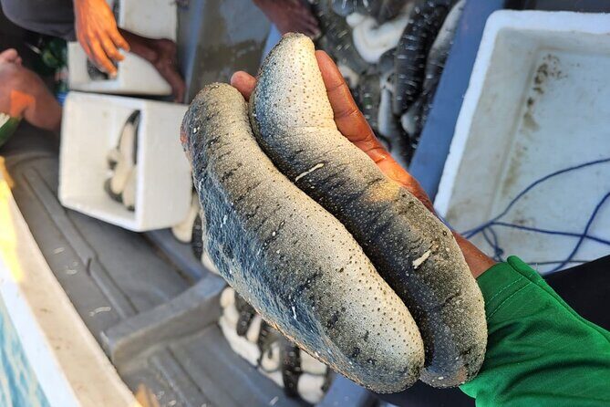 Discover Sri Lankas Unique Marine Farming Culture - Practical Tips for Travelers