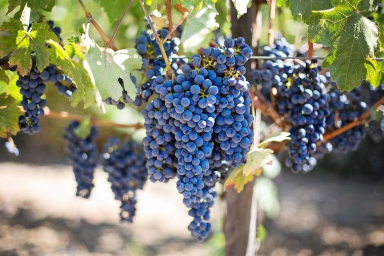 discover-taste-of-crete-guided-winery-tour-and-tastings