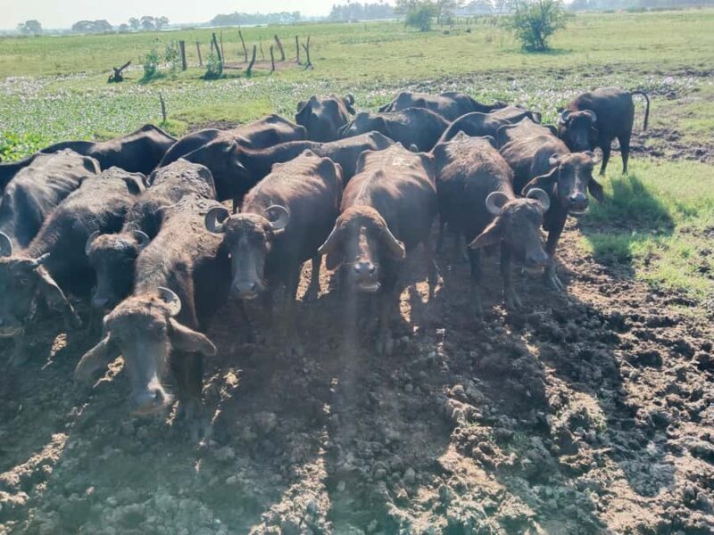 Discover the Art of Curd Making in Tissamaharama - A Deep Dive into the Tissamaharama Curd-Making Tour