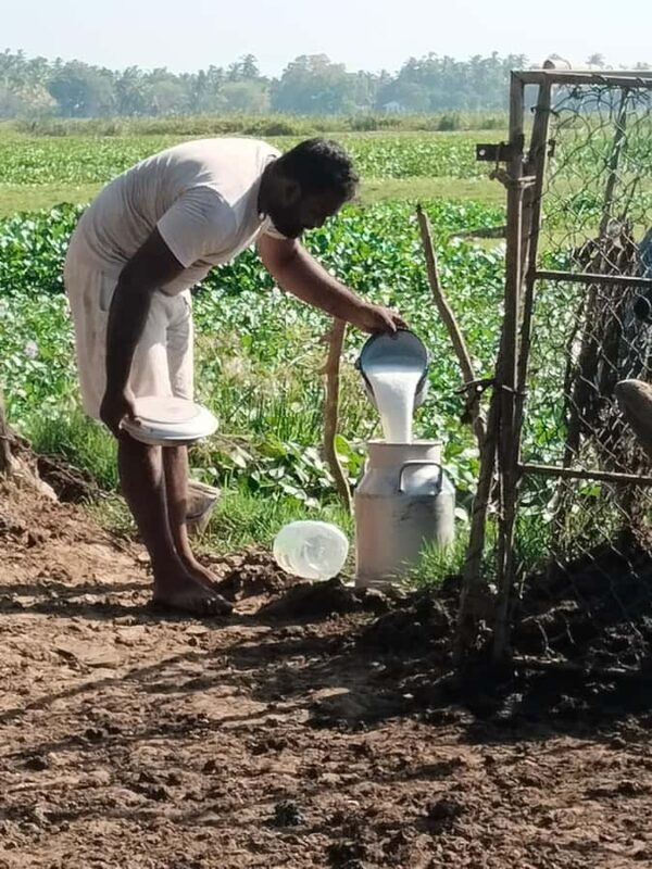 Discover the Art of Curd Making in Tissamaharama - FAQs