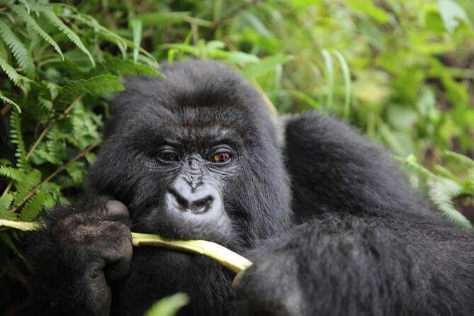 Discover the Beauty of Rwanda in 12Days - Potential Drawbacks or Considerations
