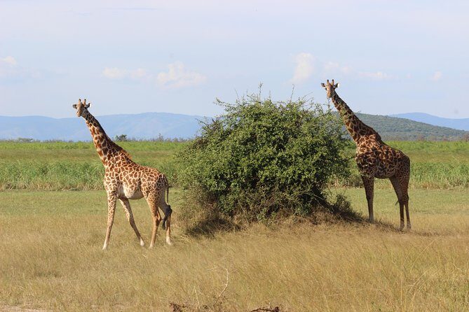 Discover the Beauty of Rwanda in 12Days - What Makes This Tour Stand Out?
