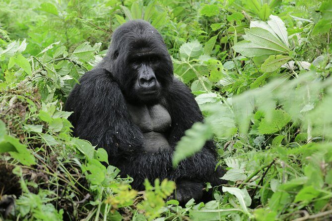 Discover the Beauty of Rwanda in 12Days - Who Is This Tour Best For?