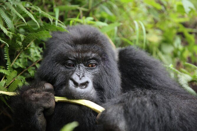 Discover the Beauty of Rwanda in 12Days - FAQs