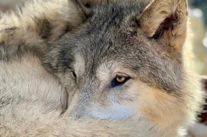 discover-the-beauty-of-the-wild-roam-in-the-spirit-of-the-wolf-2
