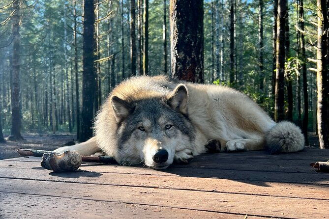 discover-the-beauty-of-the-wild-roam-in-the-spirit-of-the-wolf