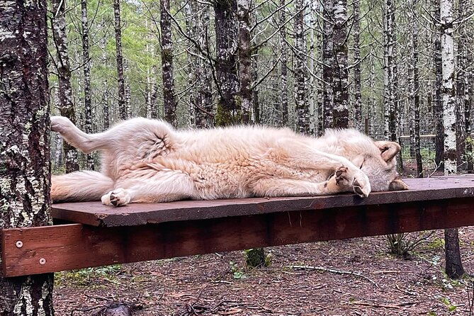 discover-the-beauty-of-the-wild-roam-in-the-spirit-of-the-wolf