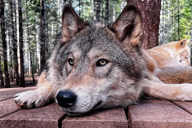 discover-the-beauty-of-the-wild-roam-in-the-spirit-of-the-wolf