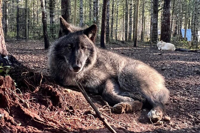 discover-the-beauty-of-the-wild-roam-in-the-spirit-of-the-wolf