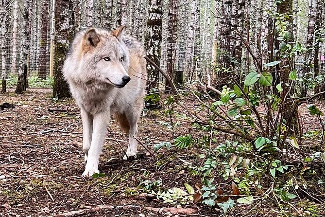 discover-the-beauty-of-the-wild-roam-in-the-spirit-of-the-wolf