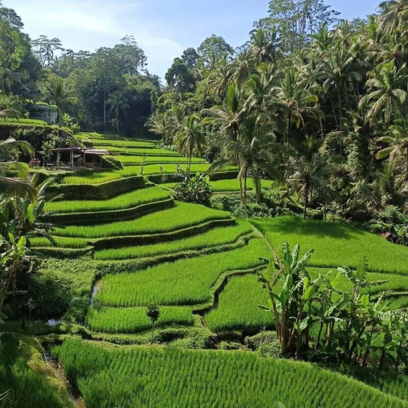 Discover the Best of Ubud: Private Day Tour with Local Guide - A Deep Dive into the Ubud Private Tour